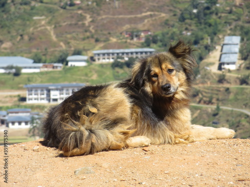 Fototapeta Naklejka Na Ścianę i Meble -  Beautiful cute German Shepherd dog in mountains of Bhutan
