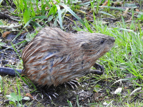 Muskrat on the beach