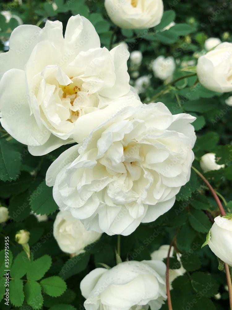 Beautiful bush with white roses on the street Beautiful bush with white roses on the street