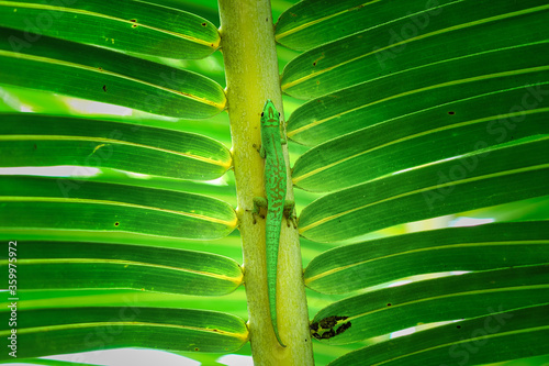 Un lézard vert immobile sur une feuille de palmier aux Seychelles © Cyril PAPOT