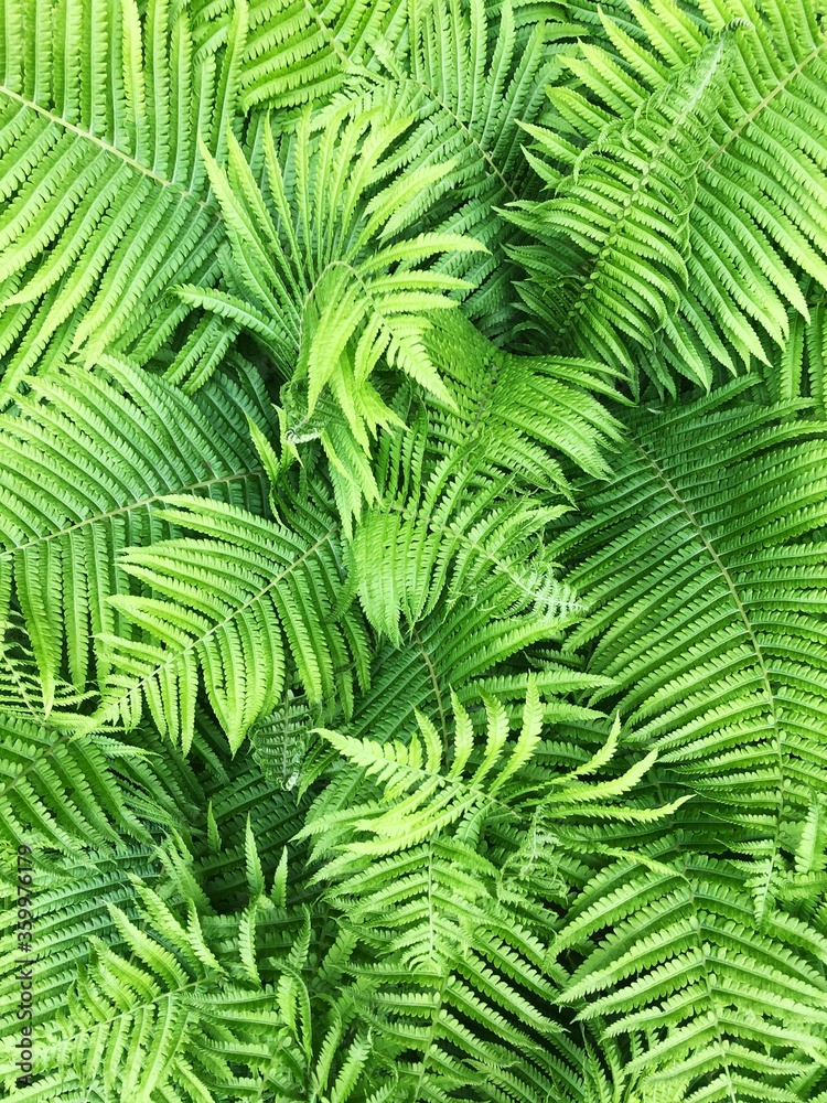Beautiful green fern in the summer garden