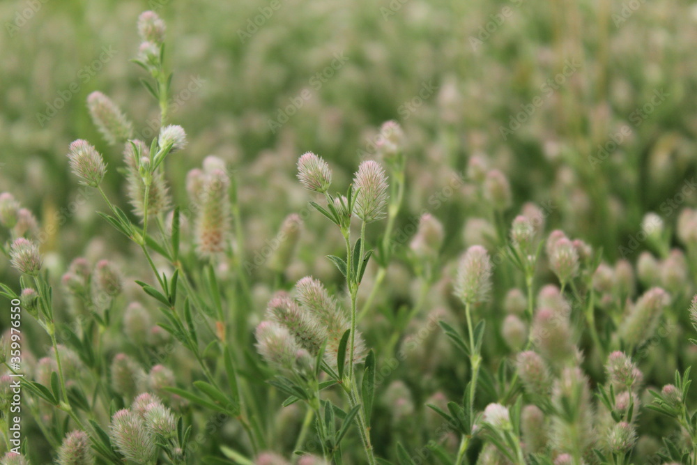 green grass in the wind