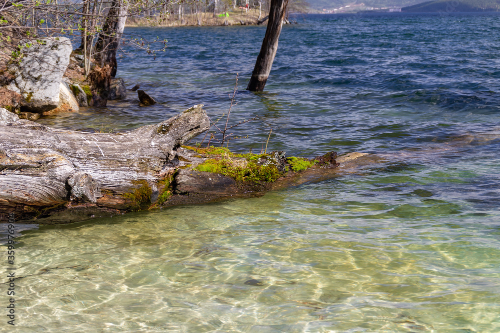 Fototapeta premium dead tree in the water