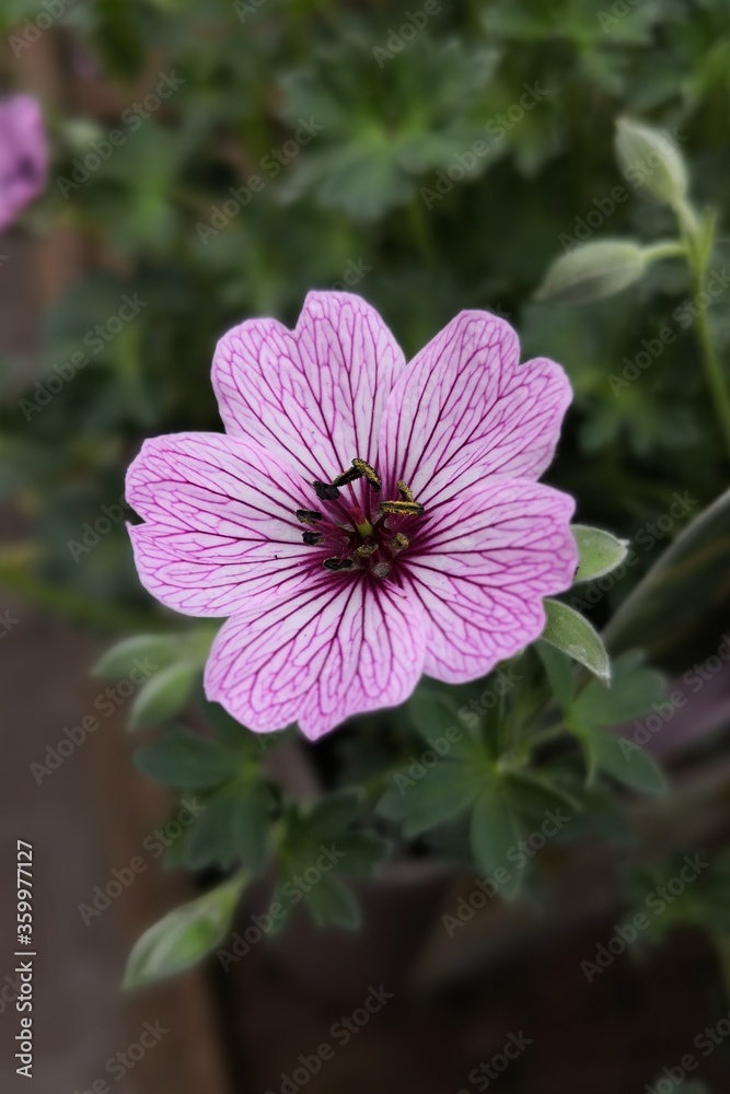 Fototapeta premium Close up of flowers
