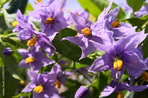 Close up of flowers
