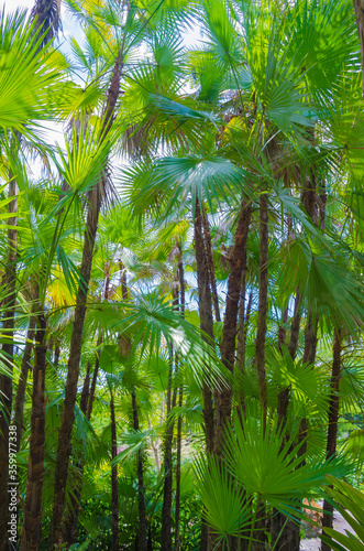 Florida-Tropical Garden Palms