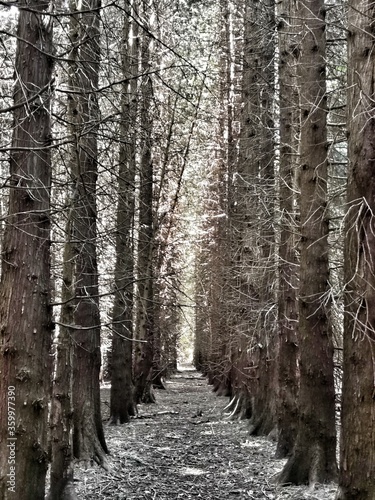Woods and countryside