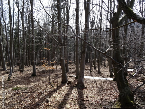 Fototapeta Naklejka Na Ścianę i Meble -  forest trees