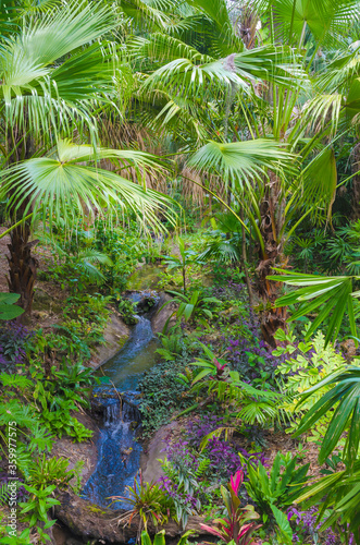 Florida-Tropical Garden Palms