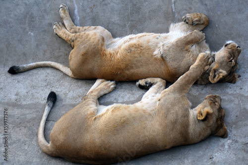 Lion and lioness sleeping on the ground