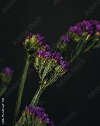 lavender on a black background