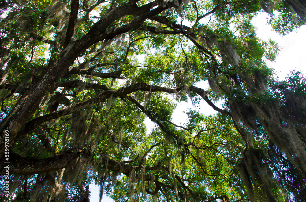 Florida-Living Oak Branches with Spanish Moss
