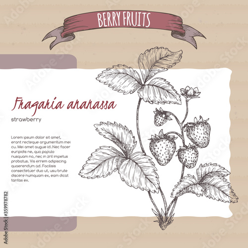 Garden strawberry aka Fragaria ananassa branch sketch on cardboard background. Berry fruits series.