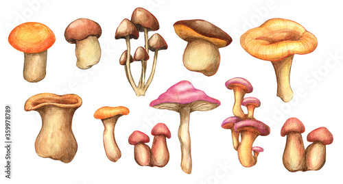 Watercolor mushroom set isolated on white background. Fall forest mushrooms collection. Botanical hand drawn illustration. 