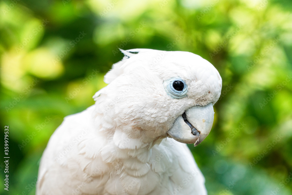 A small white parrot in the foreground in a thick forest A small white parrot in the foreground in a thick forest