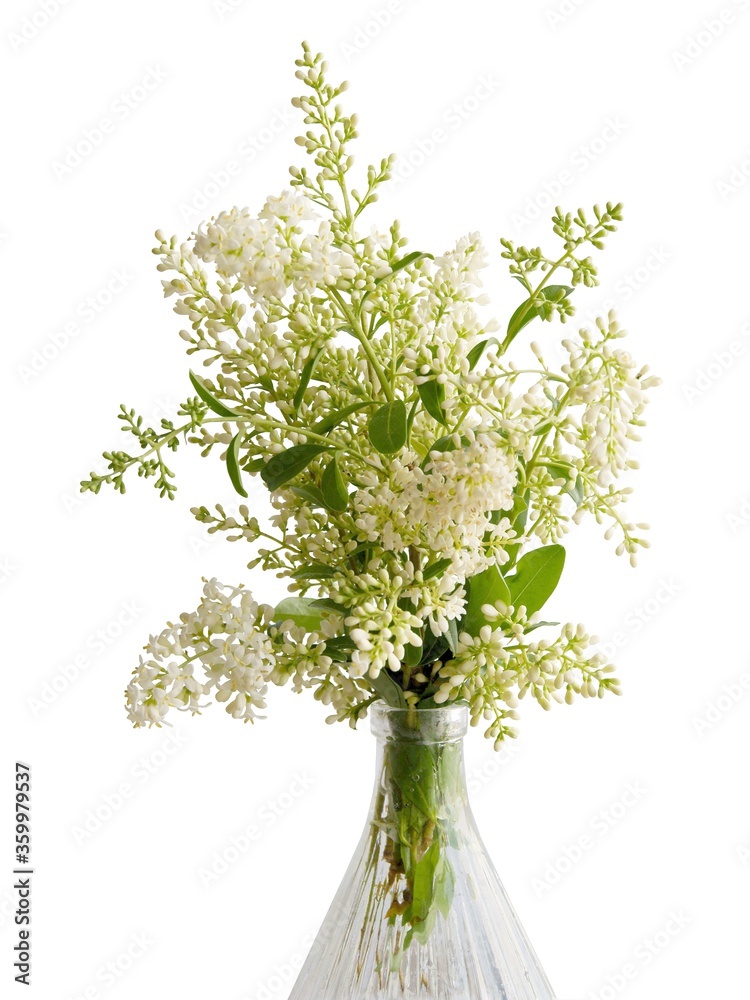 Obraz premium white,fragrant flowers of privet bush at spring