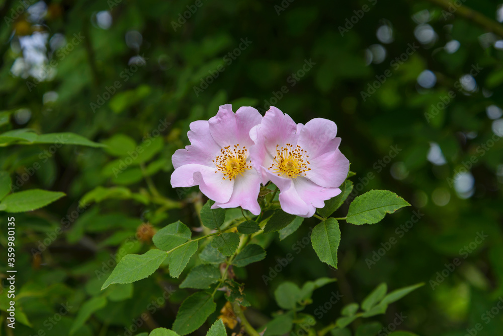 Pink flowers rose hips on a bush Pink flowers rose hips on a bush