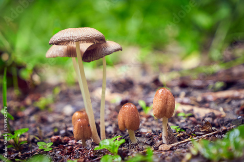 Mushrooms in the forest after rain