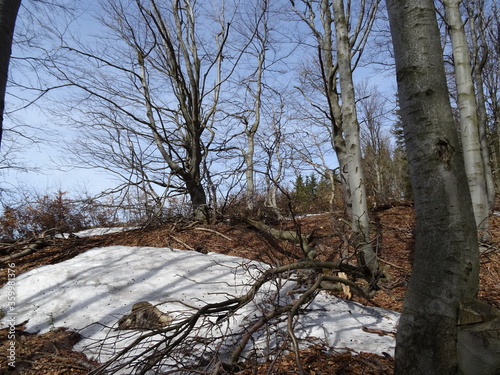 Fototapeta Naklejka Na Ścianę i Meble -  Wiosna w lesie 2