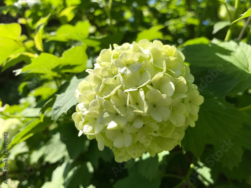 Hot summer in nature, among flowers and herbs. Fresh air. Bumblebees and bees. The sun and blue cloudless sky. What could be better?