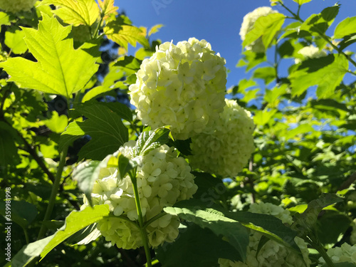 Hot summer in nature, among flowers and herbs. Fresh air. Bumblebees and bees. The sun and blue cloudless sky. What could be better?