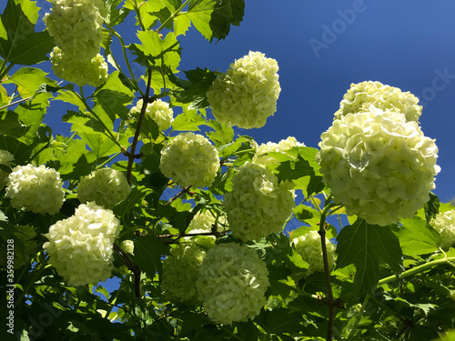 Hot summer in nature, among flowers and herbs. Fresh air. Bumblebees and bees. The sun and blue cloudless sky. What could be better?