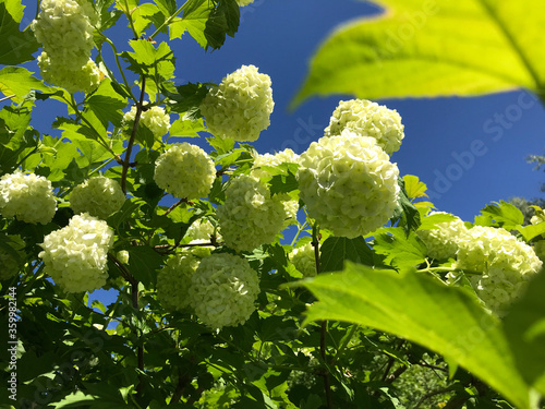 Hot summer in nature, among flowers and herbs. Fresh air. Bumblebees and bees. The sun and blue cloudless sky. What could be better?
