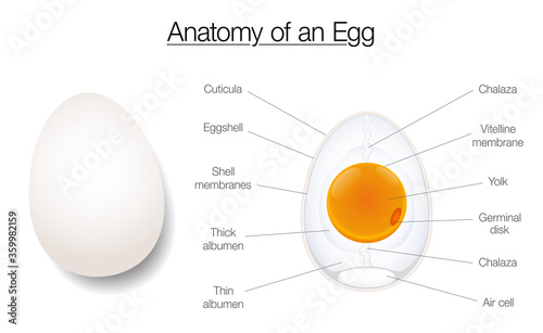 Egg structure. Anatomy of a birds egg, labeled chart with names of the components. Isolated vector diagram illustration on white background.
 photo