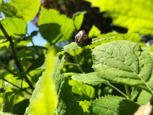 Hot summer in nature, among flowers and herbs. Fresh air. Bumblebees and bees. The sun and blue cloudless sky. What could be better?
