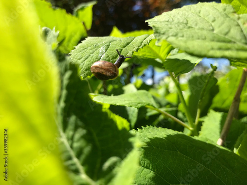 Hot summer in nature, among flowers and herbs. Fresh air. Bumblebees and bees. The sun and blue cloudless sky. What could be better?