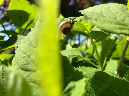 Hot summer in nature, among flowers and herbs. Fresh air. Bumblebees and bees. The sun and blue cloudless sky. What could be better?