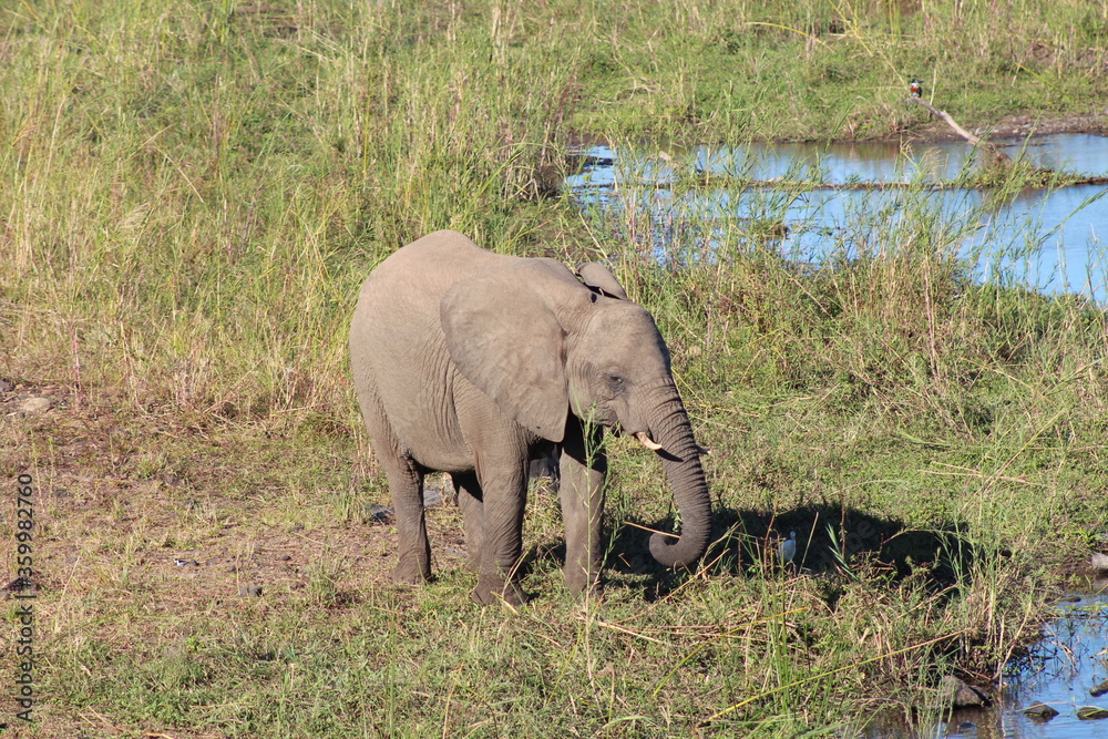 Fototapeta premium Young drinking Elephant 