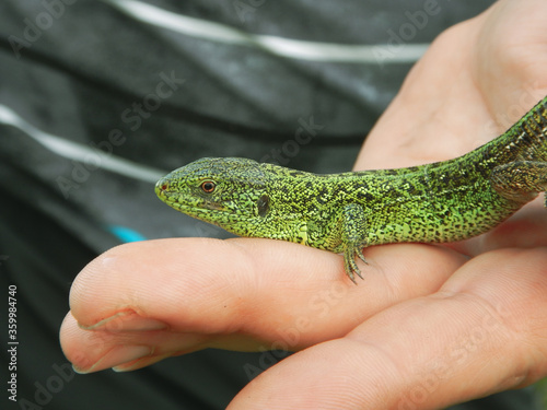 Ukraine, Dnipro region, Ivanivka village. Small lizard on human`s hand. Friendly and cute reptile.