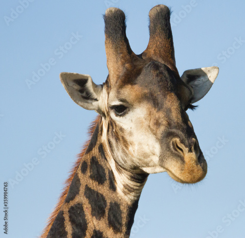 Male giraffe closeup head profile with blue sky background in Kruger National Park South Africa