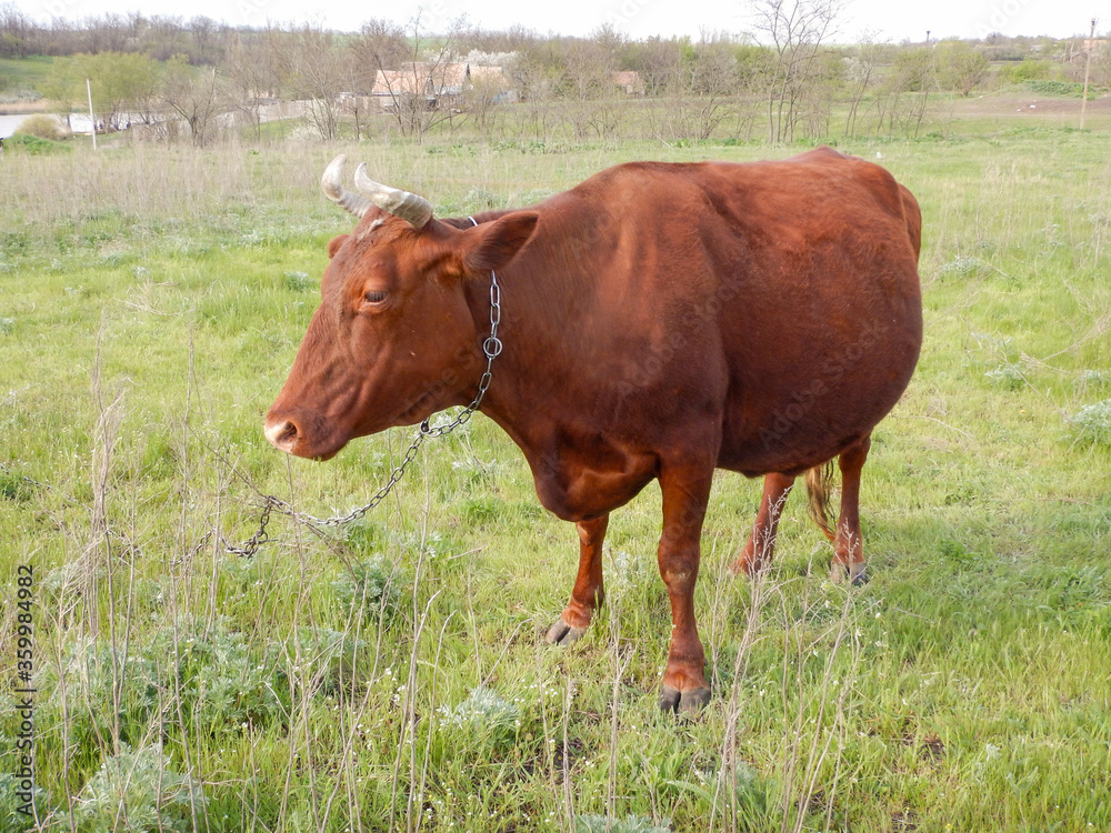 Ukraine, Dnipro region, Ivanivka. The cow is chained on pasture. Typical Ukrainian village life.