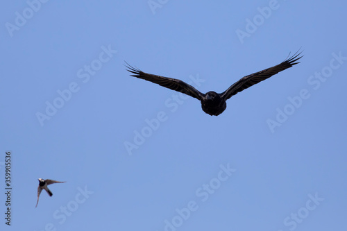 Flying raven. Blue sky background. Bird: Northern Raven. Corvus corax.