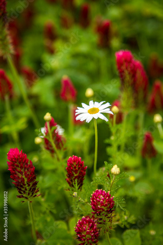 Close up shot of a field or red clover and a single white daisy in bloom near Silverton, Oregon.