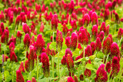 Close up shot of a field or red colver in bloom near Silverton, Oregon. © Bob