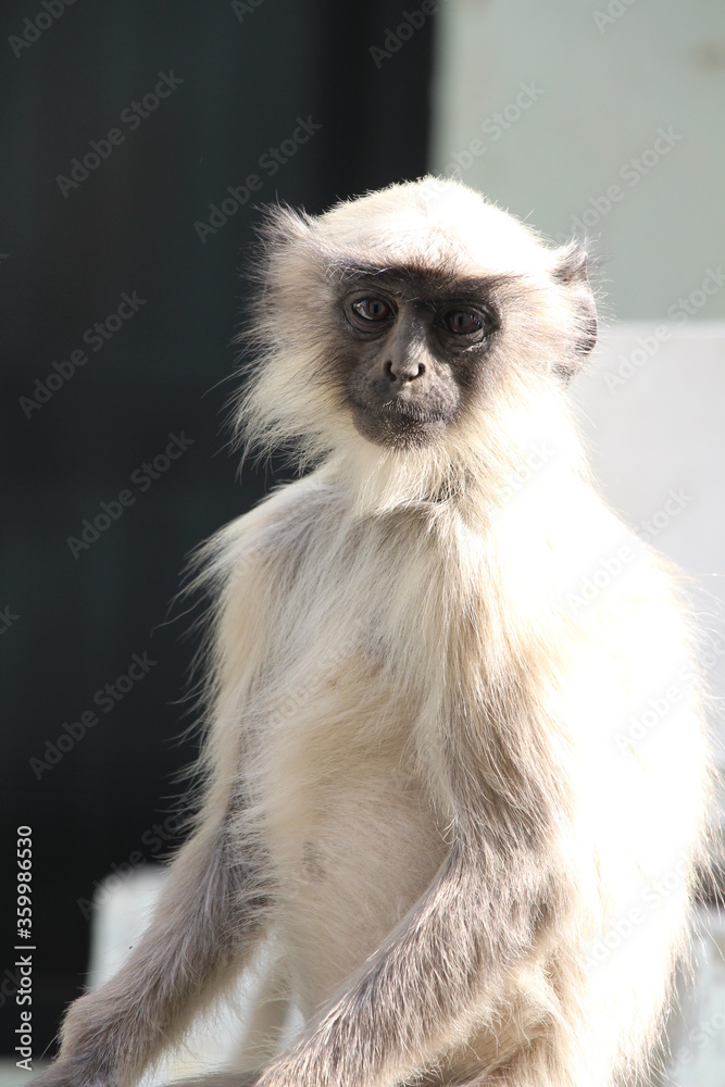 Obraz premium Indian Monkey