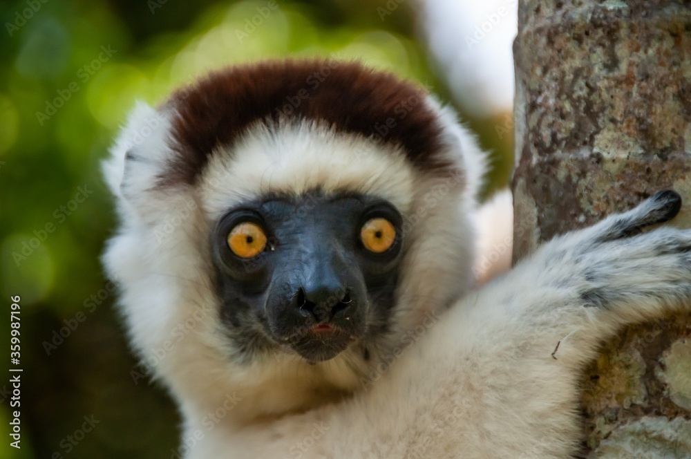 Obraz premium Close up of a white lemur sifaka