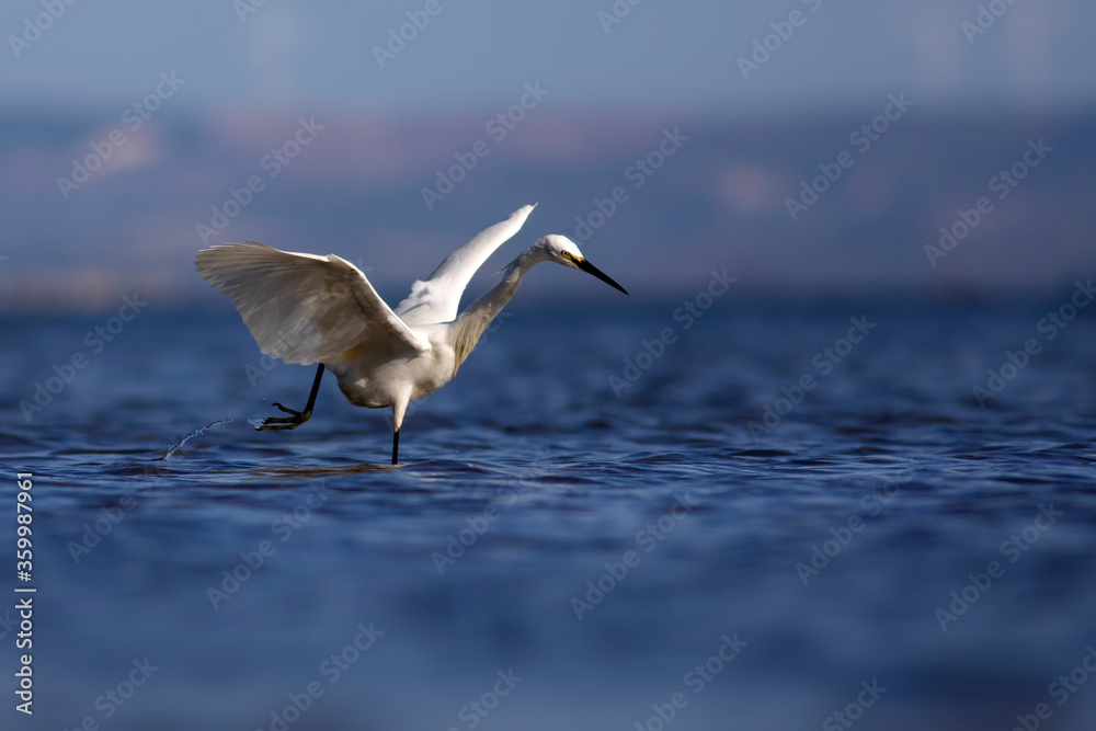White Heron. Little egret. Blue water nature background. Bird: Little Egret. Egretta garzetta.