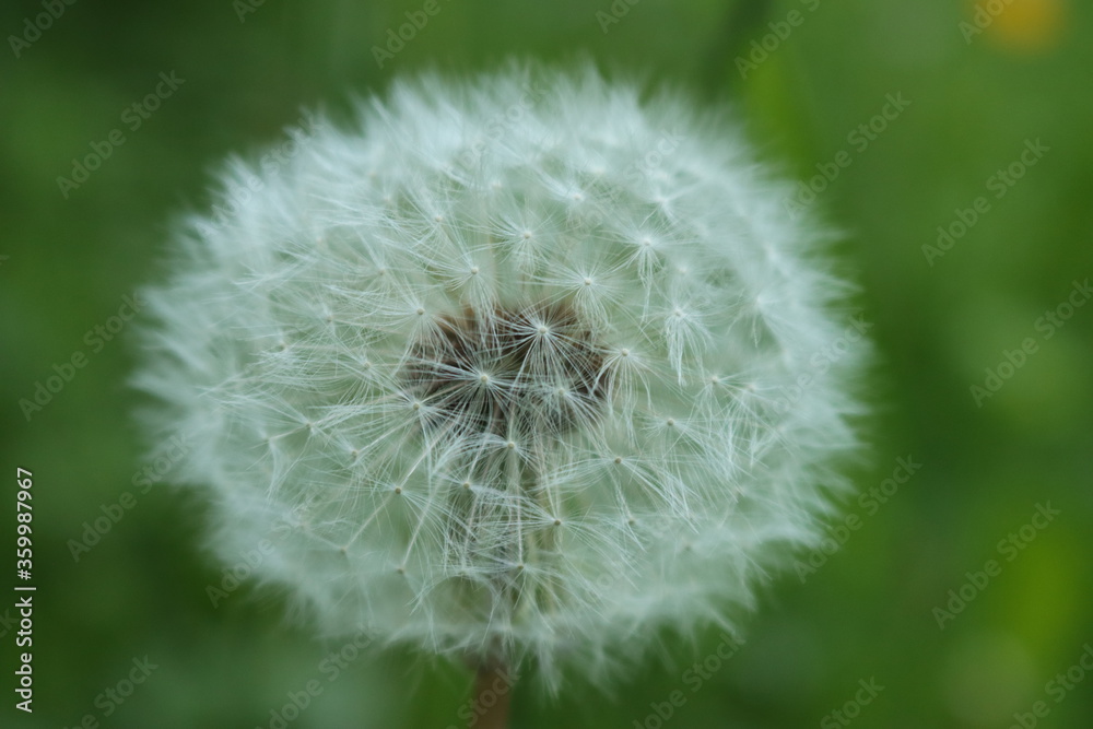 Fototapeta premium Dandelion on green background