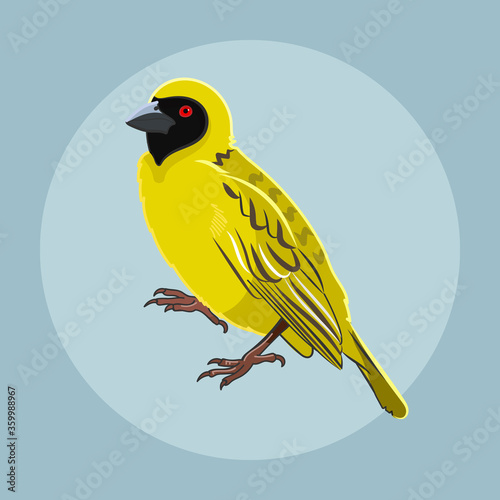 South African Southern Masked Weaver Bird