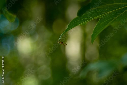 spider on a leaf © Stefan Zimmer 