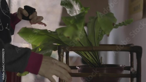 Close up woman waters leaf of houseplant at home