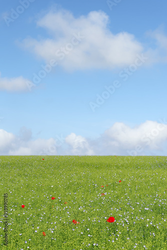 Poppies in green meadow. Summer landscape