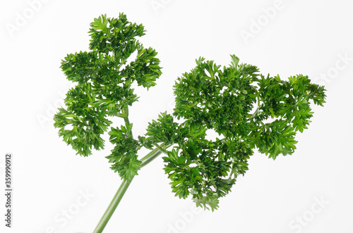 Bunch of Parsley in isolated white background