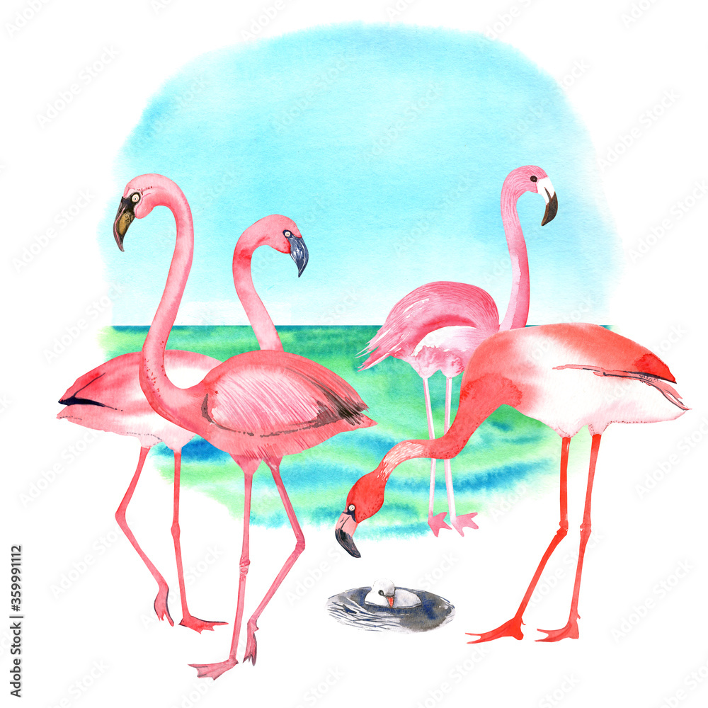 Obraz premium Orange, pink flamingos, baby flamingo clip art. South sea, blue sky background. Isolated elements on white background. Stock illustration. Hand painted in watercolor.