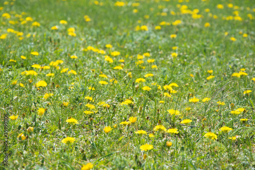 Yellow flowers background. Flowering dandelions