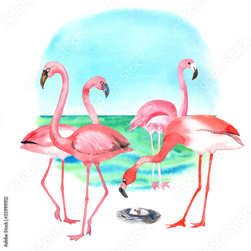 Orange  pink flamingos  baby flamingo  clip art. South sea  blue sky background.  Isolated elements on white background.  Stock illustration. Hand painted in watercolor.